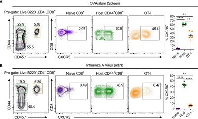 CXCR5+CD8+ T Cells Shape Antibody Responses In Vivo Following Protein Immunisation and Peripheral Viral Infection